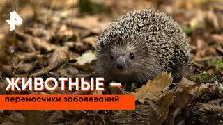«Как устроен мир»: животные — переносчики заболеваний