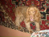 Игорь Горох фотография #20 (источник - https://vk.com/id6322143)