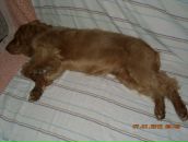 Игорь Горох фотография #12 (источник - https://vk.com/id6322143)