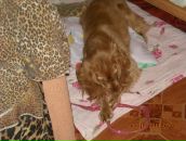 Игорь Горох фотография #37 (источник - https://vk.com/id6322143)