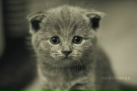 Андрій Бернацький фотография #35 (источник - https://vk.com/id16759905)