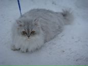 Фотография Малик Елены