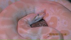 Фотография Карасевой Анюты