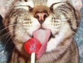 Фотография Соколова Дмитрия