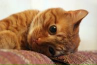 Фотография Кузнецова Анатолия