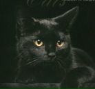 Арти ... фотография #11 (источник - https://vk.com/id142178175)