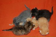 Кіріл Петрук фотография #50 (источник - https://vk.com/id2620559)