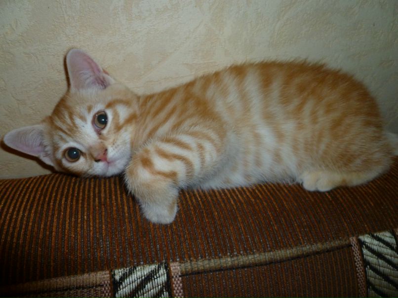 Александр Самсонов фотография #40