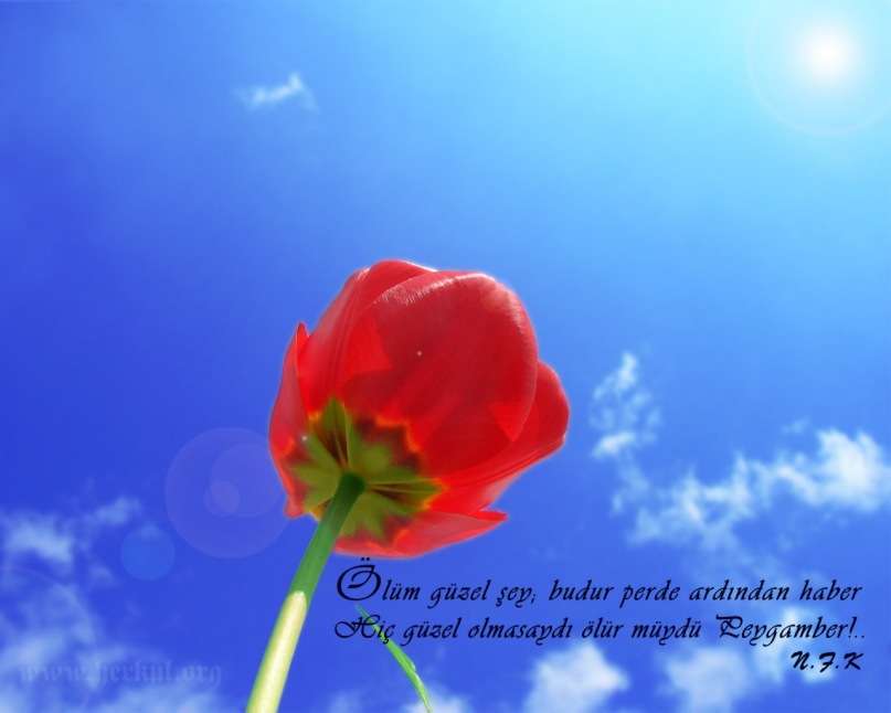 Ляле Чабанова фотография #42