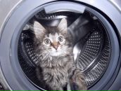 Some Weed фотография #12 (источник - https://vk.com/id1012895)