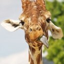 Фотография Ворохановой Александры