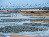 Амина Лазба фотография #50 (источник - https://vk.com/id2708239)