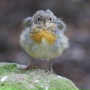 Фотография Mill Katerina