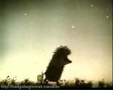 Фотография Селентьевой Тамары