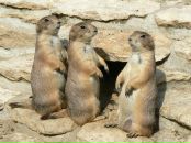 Данил Смирнов фотография #35 (источник - https://vk.com/id532575)