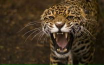 Фотография Голубева Светлана