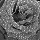 Алёна Цыбина фотография #34 (источник - https://vk.com/id4337855)