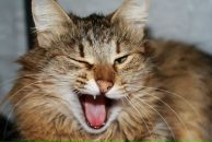 Фотография Конякина Александра