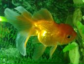 Фотография Селезневой Александры-Кассандры