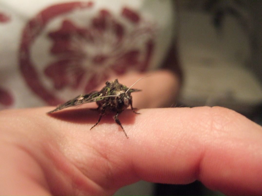 Дмитрий Милеев фотография #49