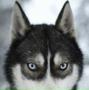 Фотография Ua Phaq