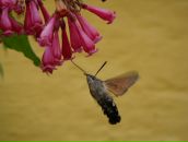 Фотография Костенко Евгении