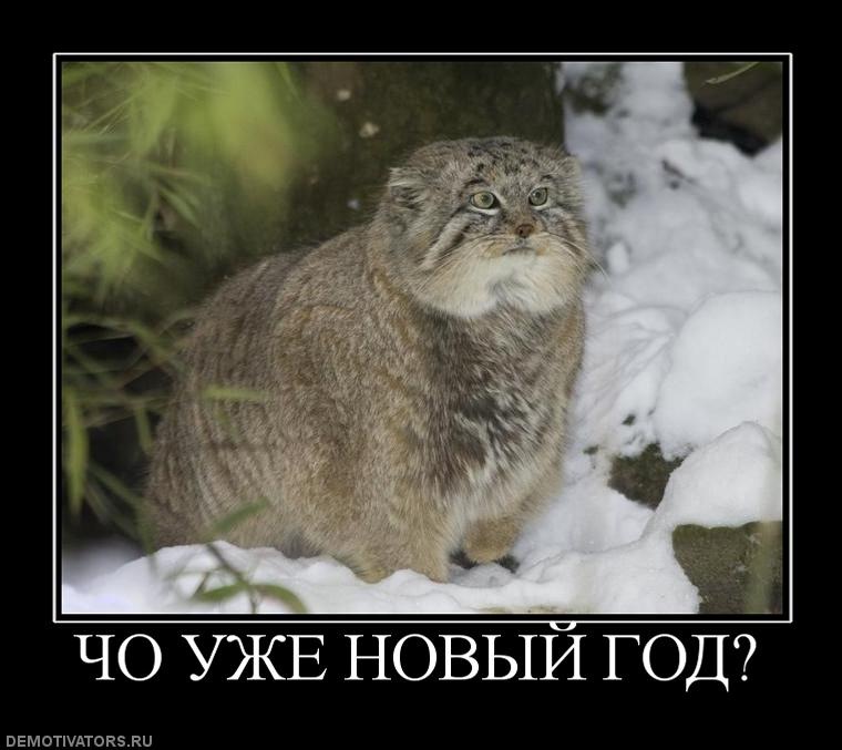 Дмитрий Чепелёв фотография #16