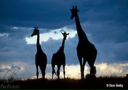 Фотография Мезенцевой Юли