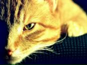 Фотография Светозаровны Милонеги