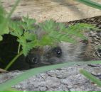 Фотография Осовская Елена