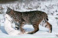 Иван Ноговицын фотография #31 (источник - https://vk.com/id39006753)