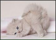 Фотография Шебановой Екатерины