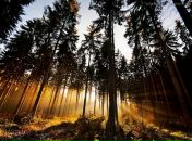 Фотография Нимирской Светланы