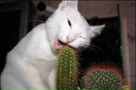 Стасік Галамага фотография #44 (источник - https://vk.com/id34153406)