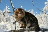 Виктор Мельник фотография #50 (источник - https://vk.com/id709304)