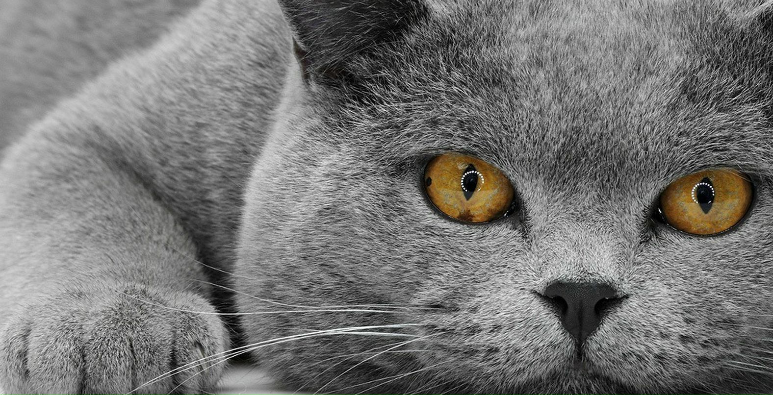 Иван Суворов фотография #10