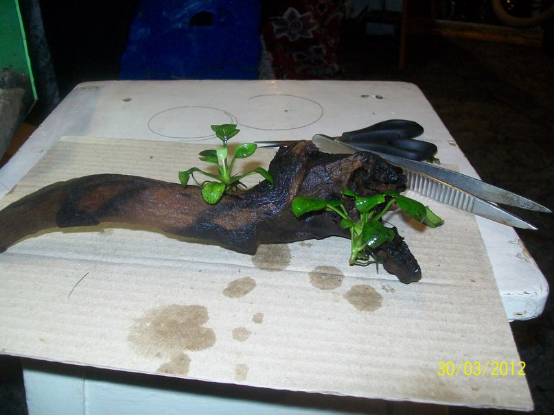 Igor Demchenko фотография #35