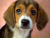 Фотография Рогозина Дениса