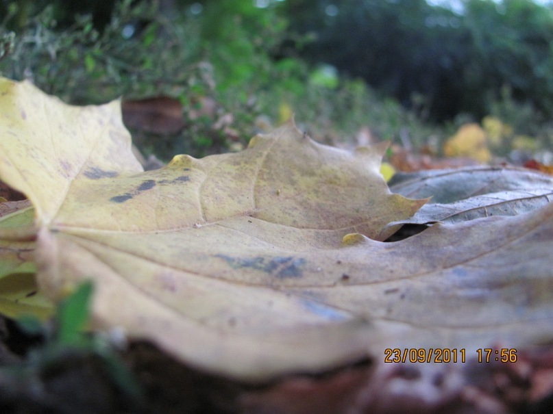 Ольга С фотография #13