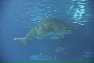 Сергей Мешков фотография #21 (источник - https://vk.com/id2264458)