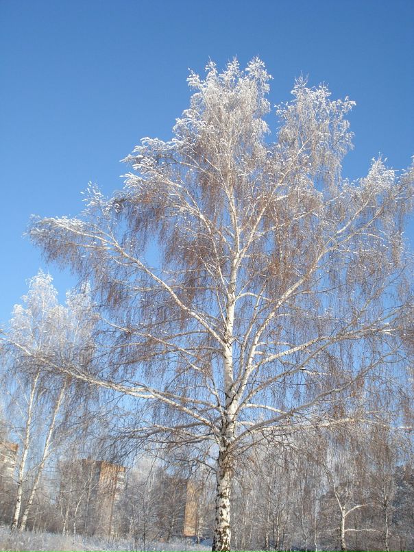 Дмитрий Лаёв фотография #27