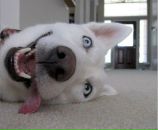 Фотография Ахмадулина Рената