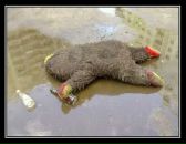 Фотография Смирнова Шуры