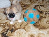 Олексій Степчук фотография #15 (источник - https://vk.com/id40079081)