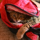 Фотография Бермус Анастасии