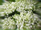 Фотография Безиновер Евгении