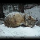 Фотография Присмаковой Марии