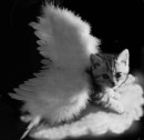 Фотография Ирина Фалькович