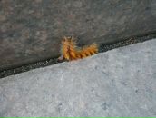 Фотография Горбуновой Елены