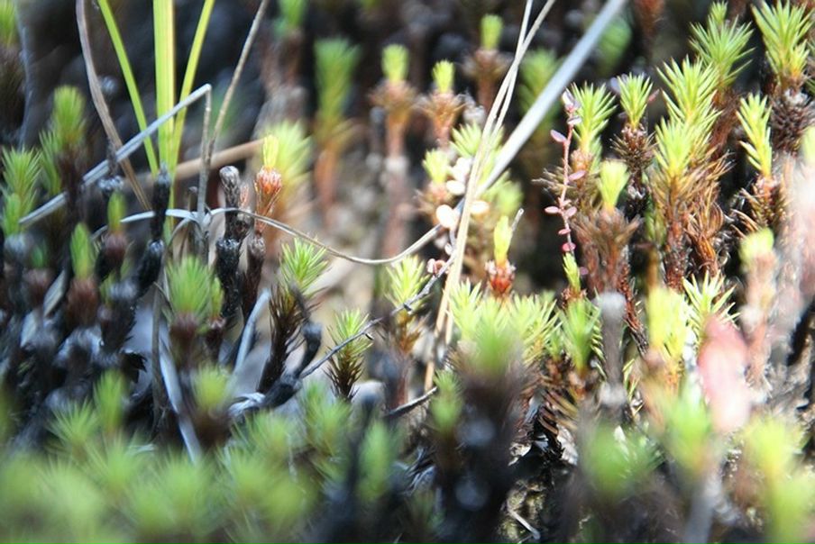 Дмитрий Кушкин фото №24